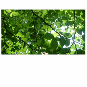 屁屁CCYYCOM绿帽国外
