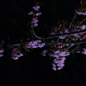 屁屁CCYYCOM绿帽国外
